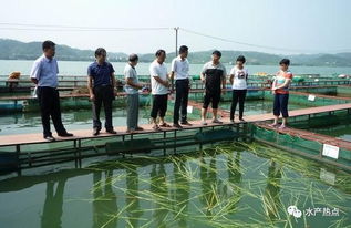 立体分层 生态循环 广西梧州推广新型生态养鱼网箱模式