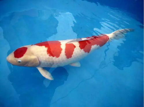 畜牧渔业饲料行业动态 粤海饲料在华投资新厂与东莞专业锦鲤大赛共促产业升级